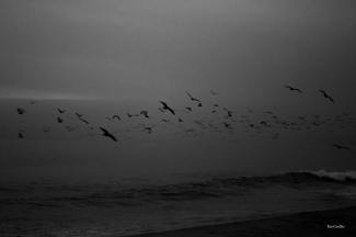 Rui Coelho, photographer